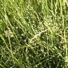 Briza minor (Shivery Grass) at Jones Creek, NSW - 17 Nov 2010 by abread111