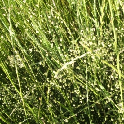 Briza minor (Shivery Grass) at Jones Creek, NSW - 17 Nov 2010 by abread111