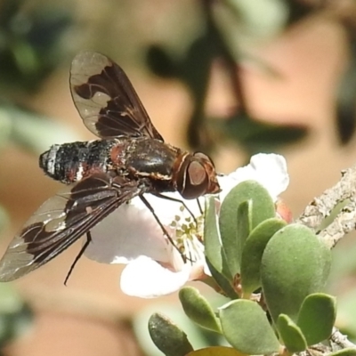 Balaana sp. (genus) (Bee Fly) at Acton, ACT - 5 Jan 2021 by HelenCross