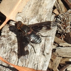 Balaana sp. (genus) at Acton, ACT - 5 Jan 2021 10:13 AM