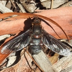 Balaana sp. (genus) at Acton, ACT - 5 Jan 2021 10:13 AM