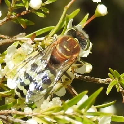 Bembix sp. (genus) (Unidentified Bembix sand wasp) at ANBG - 5 Jan 2021 by HelenCross