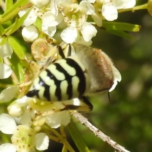 Bembix sp. (genus) at Acton, ACT - 5 Jan 2021