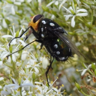 Rutilia (Ameniamima) argentifera (A Bristle fly) at Acton, ACT - 5 Jan 2021 by HelenCross