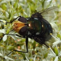 Rutilia (Ameniamima) argentifera at Acton, ACT - 5 Jan 2021