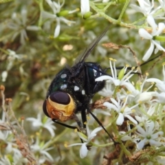 Rutilia (Ameniamima) argentifera at Acton, ACT - 5 Jan 2021