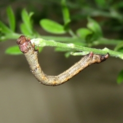 Geometridae (family) IMMATURE (Unidentified IMMATURE Geometer moths) at Macarthur, ACT - 5 Jan 2021 by RodDeb