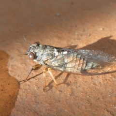 Yoyetta celis (Silver Princess Cicada) at Flynn, ACT - 5 Jan 2021 by Christine