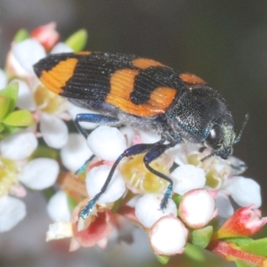 Castiarina thomsoni at Tinderry, NSW - 5 Jan 2021