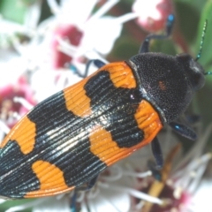 Castiarina thomsoni at Tinderry, NSW - 5 Jan 2021