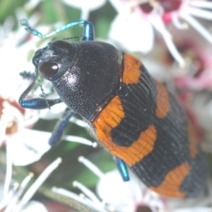 Castiarina thomsoni at Tinderry, NSW - 5 Jan 2021