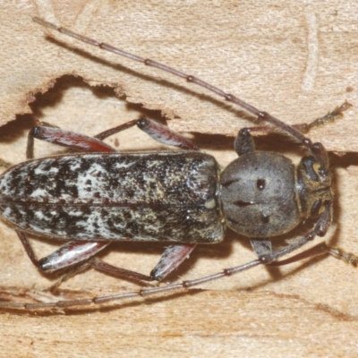 Phacodes obscurus (Longhorn Beetle) at Cooma, NSW - 5 Jan 2021 by Harrisi