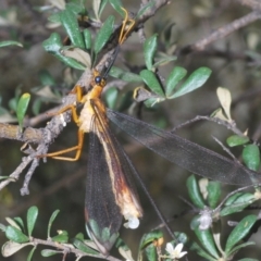 Nymphes myrmeleonoides (Blue eyes lacewing) at Murrumbucca, NSW - 5 Jan 2021 by Harrisi