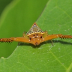 Arkys walckenaeri (Triangle spider) at Acton, ACT - 5 Jan 2021 by TimL