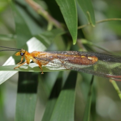 Nymphes myrmeleonoides (Blue eyes lacewing) at ANBG - 5 Jan 2021 by TimL