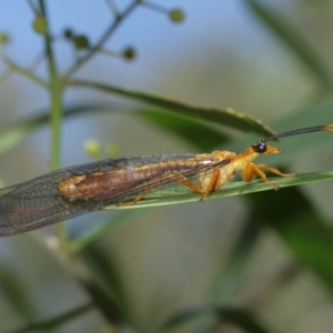 Nymphes myrmeleonoides at Downer, ACT - 5 Jan 2021