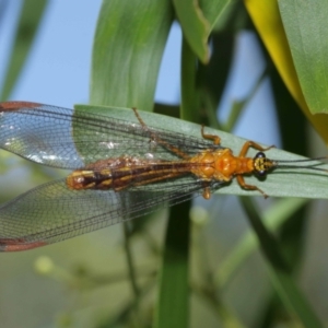 Nymphes myrmeleonoides at Downer, ACT - 5 Jan 2021