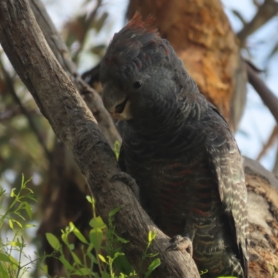 Callocephalon fimbriatum (Gang-gang Cockatoo) at Red Hill, ACT - 4 Jan 2021 by roymcd