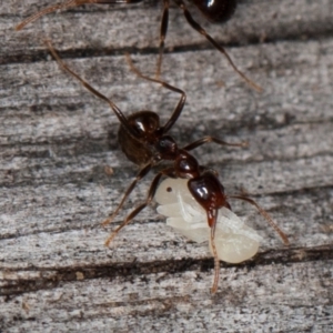 Papyrius sp (undescribed) at Paddys River, ACT - 5 Jan 2021 10:00 AM