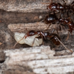 Papyrius sp (undescribed) at Paddys River, ACT - 5 Jan 2021 10:00 AM