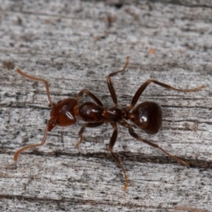 Papyrius sp (undescribed) at Paddys River, ACT - 5 Jan 2021 10:00 AM