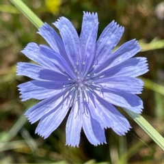 Cichorium intybus (Chicory) at Oakey Hill - 5 Jan 2021 by TinkaTutu