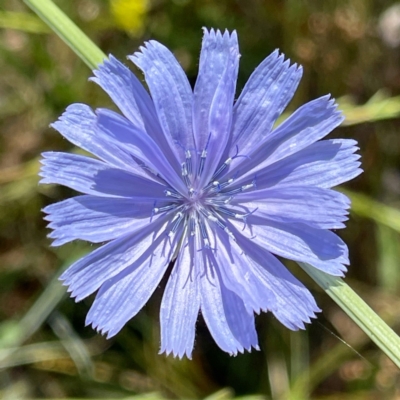 Cichorium intybus (Chicory) at Lyons, ACT - 5 Jan 2021 by TinkaTutu