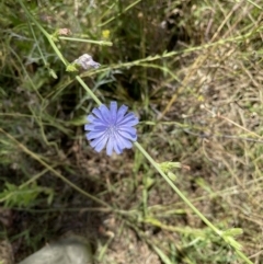 Cichorium intybus at Lyons, ACT - 5 Jan 2021