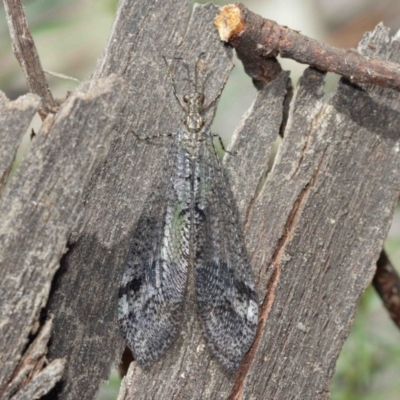 Glenoleon pulchellus (Antlion lacewing) at ANBG - 5 Jan 2021 by TimL