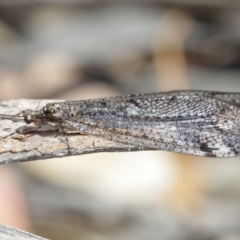 Glenoleon pulchellus at Acton, ACT - 5 Jan 2021 11:42 AM