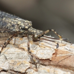 Glenoleon pulchellus at Acton, ACT - 5 Jan 2021 11:42 AM