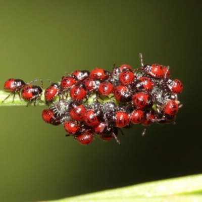 Pentatomidae (family) (Shield or Stink bug) at Acton, ACT - 5 Jan 2021 by TimL