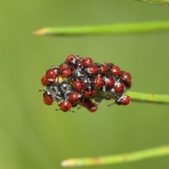 Pentatomidae (family) at Acton, ACT - 5 Jan 2021 10:25 AM