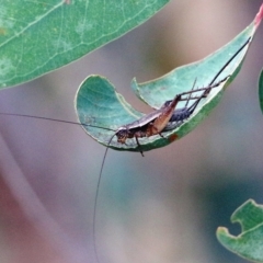 Trigonidium sp. (genus) at Wodonga - 5 Jan 2021 by KylieWaldon