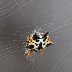 Austracantha minax (Christmas Spider, Jewel Spider) at Wodonga - 5 Jan 2021 by Kyliegw