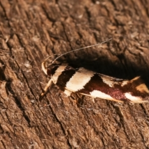 Macrobathra desmotoma at Melba, ACT - 19 Dec 2020 12:11 AM