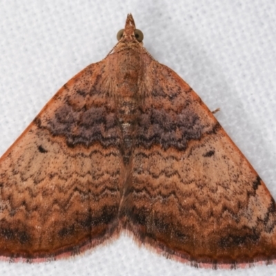 Chrysolarentia mecynata (Mecynata Carpet Moth) at Melba, ACT - 19 Dec 2020 by kasiaaus