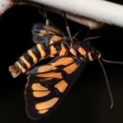 Amata (genus) at Melba, ACT - 19 Dec 2020 12:17 AM