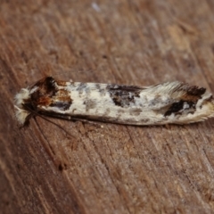 Moerarchis inconcisella at Melba, ACT - 19 Dec 2020 12:22 AM