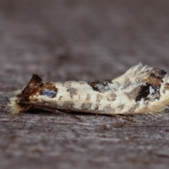 Moerarchis inconcisella at Melba, ACT - 19 Dec 2020 12:22 AM