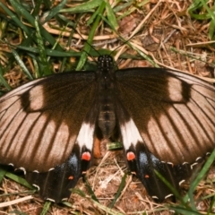 Papilio aegeus (Orchard Swallowtail, Large Citrus Butterfly) at Melba, ACT - 19 Dec 2020 by kasiaaus