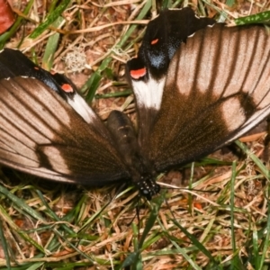 Papilio aegeus at Melba, ACT - 19 Dec 2020 12:40 AM