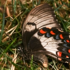 Papilio aegeus at Melba, ACT - 19 Dec 2020 12:40 AM