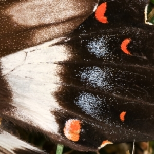 Papilio aegeus at Melba, ACT - 19 Dec 2020 12:40 AM