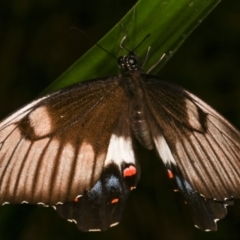 Papilio aegeus at Melba, ACT - 19 Dec 2020 12:40 AM