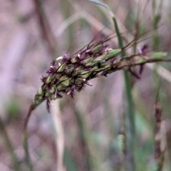 Bothriochloa macra (Red Grass, Red-leg Grass) at Hackett, ACT - 5 Jan 2021 by abread111