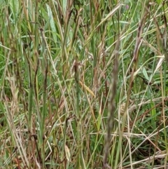 Bothriochloa macra at Hackett, ACT - 6 Jan 2021 09:16 AM