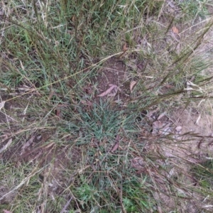 Bothriochloa macra at Hackett, ACT - 6 Jan 2021 09:16 AM