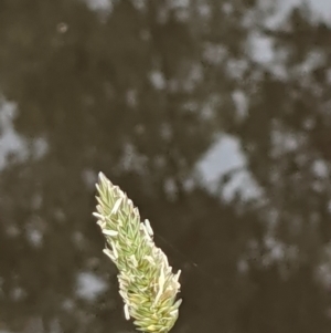 Phalaris aquatica at Hackett, ACT - 6 Jan 2021