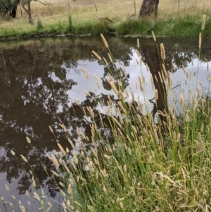 Phalaris aquatica at Hackett, ACT - 6 Jan 2021